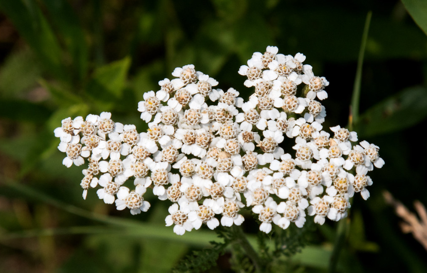 Western Yarrow