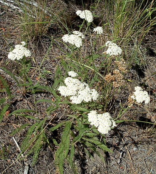 Western Yarrow