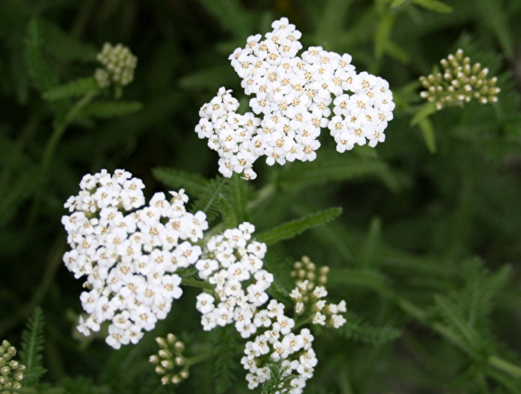 Western Yarrow