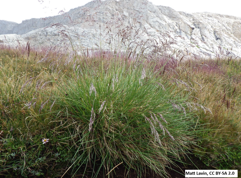 Tufted Hairgrass