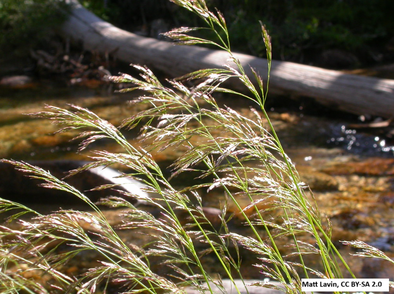 Tufted Hairgrass