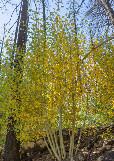Quaking Aspen