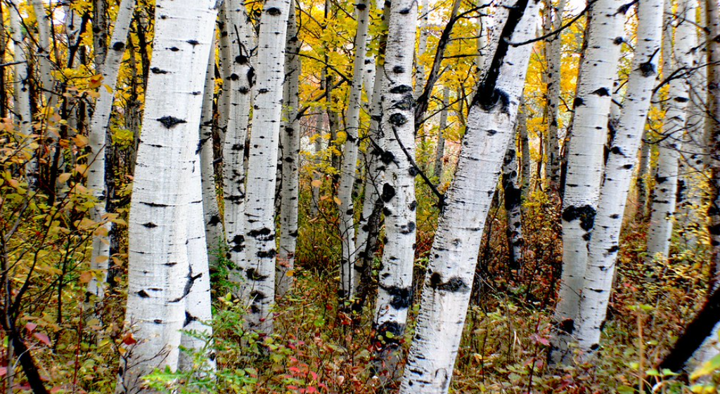 Quaking Aspen
