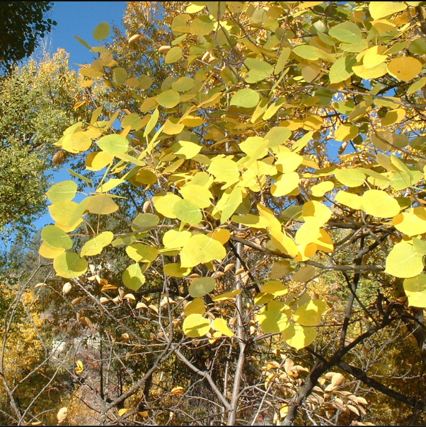 Quaking Aspen