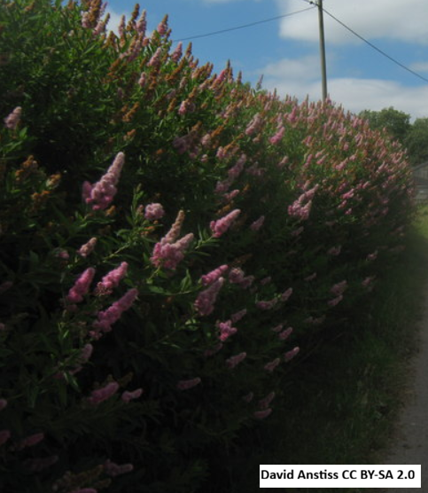 Douglas Spirea