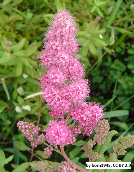 Douglas Spirea
