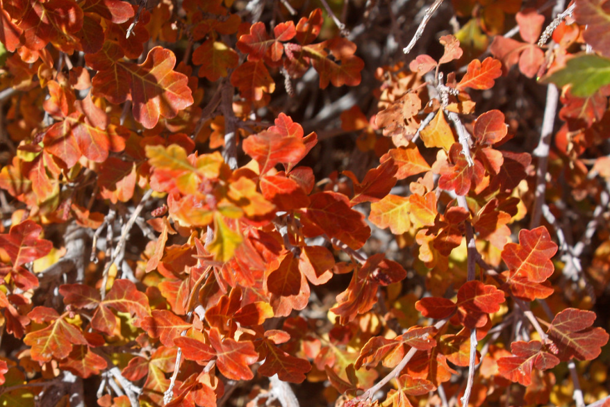 Threeleaf Sumac