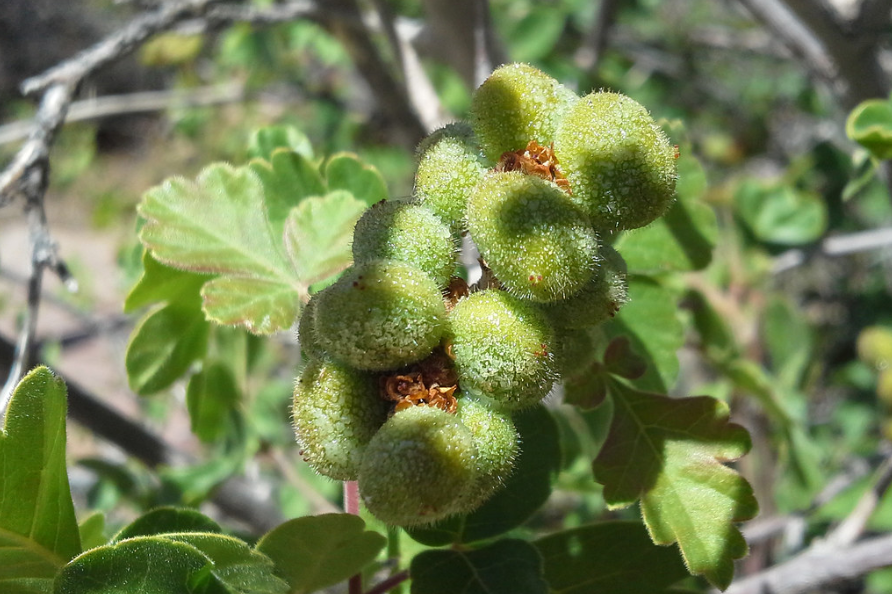 Threeleaf Sumac