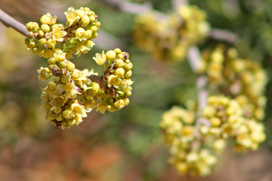 Threeleaf Sumac