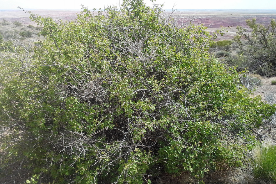 Threeleaf Sumac
