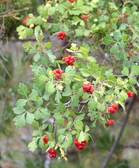 Threeleaf Sumac
