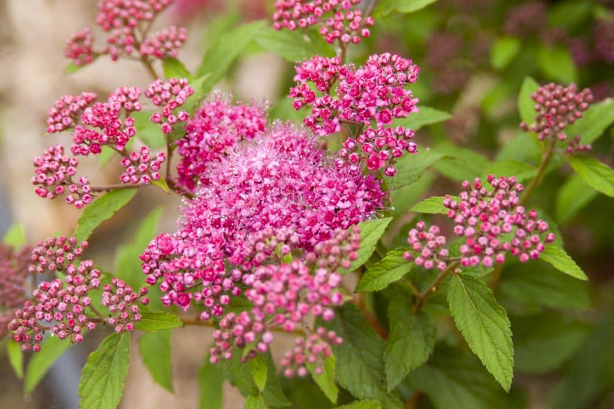 'Pink Sparkler' Shinyleaf Spirea