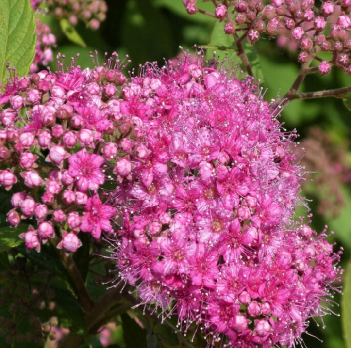 'Pink Sparkler' Shinyleaf Spirea