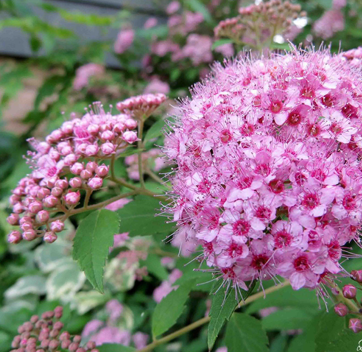 'Pink Sparkler' Shinyleaf Spirea