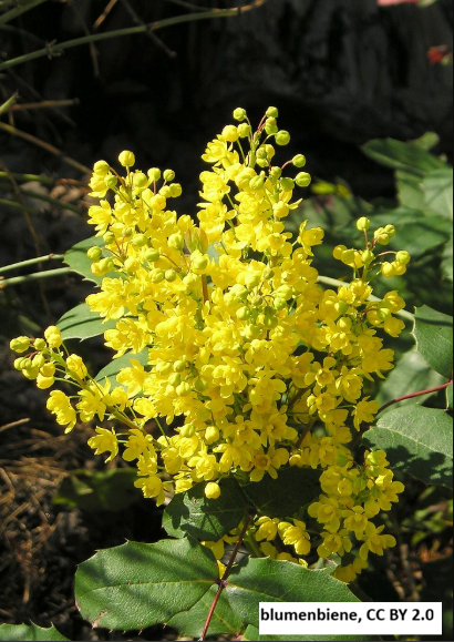 Creeping Oregon Grape
