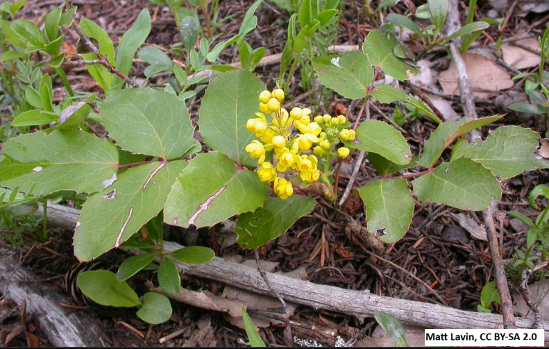 Creeping Oregon Grape