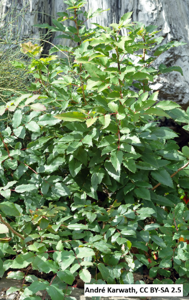 Creeping Oregon Grape