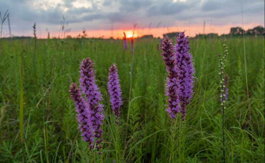 Prairie Blazing Star