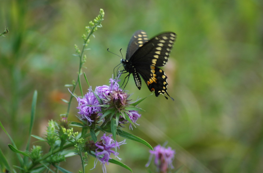Prairie Blazing Star