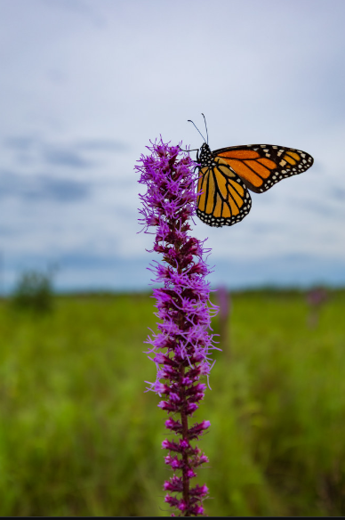 Prairie Blazing Star
