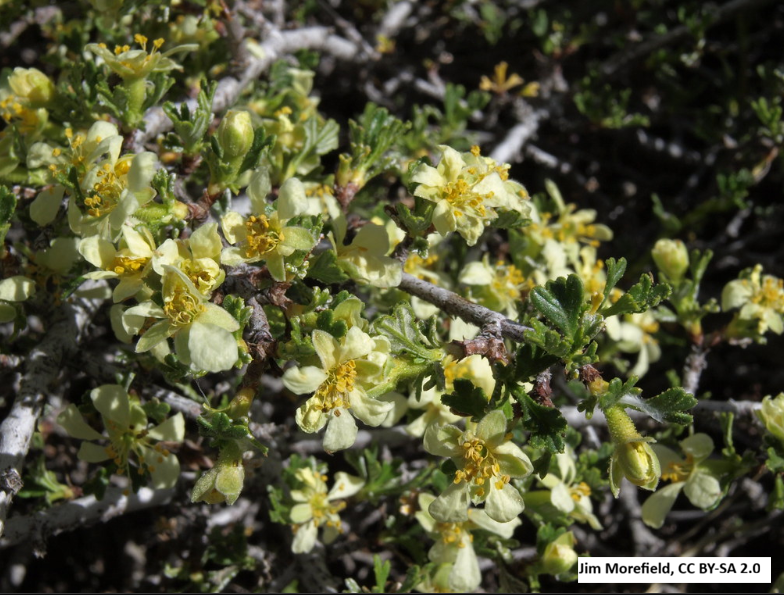 Antelope Bitterbrush