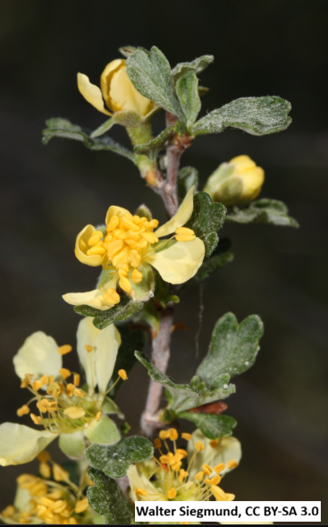 Antelope Bitterbrush