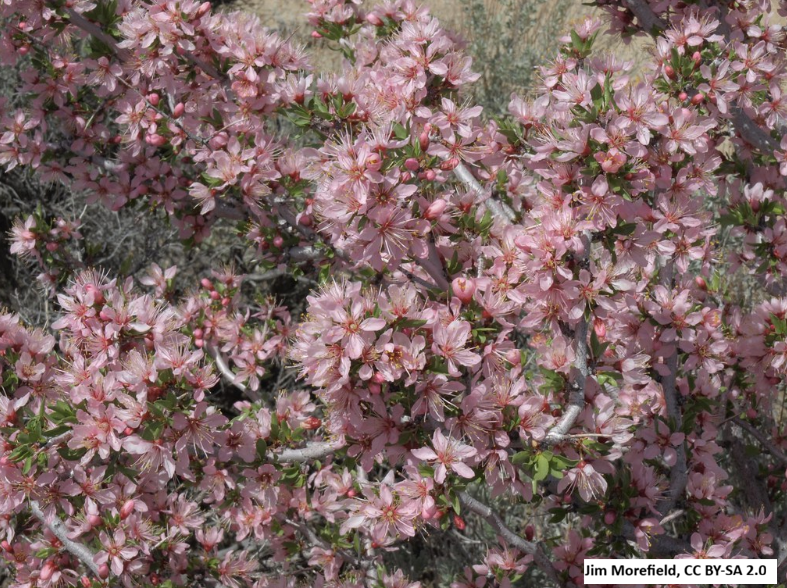 Shrub Steppe plant collection