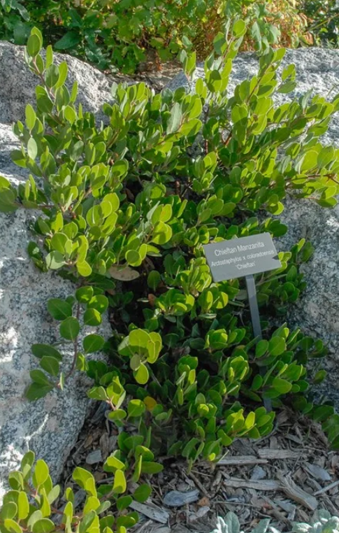 Chieftain Manzanita