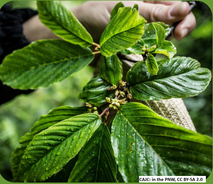 Cascara Buckthorn