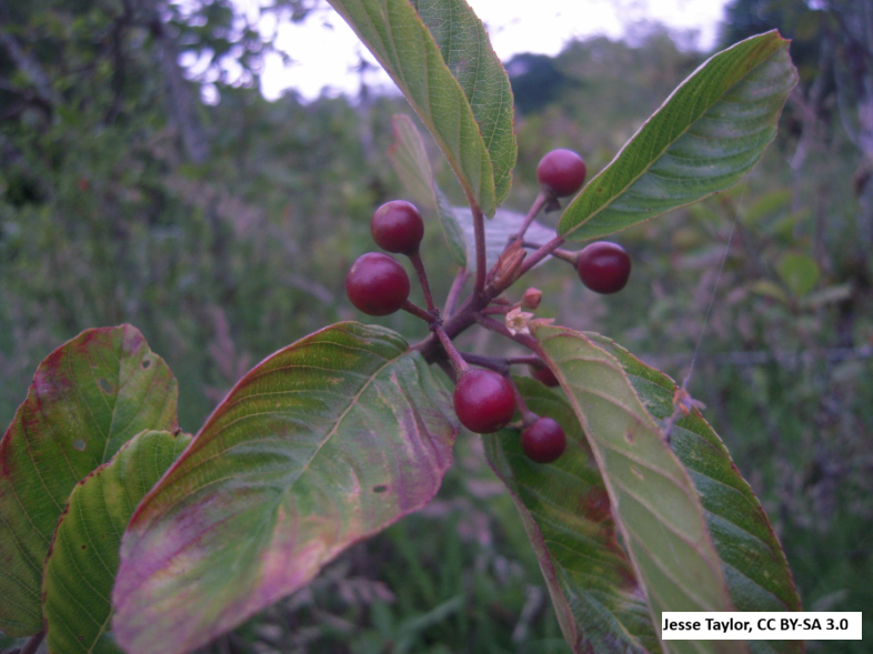 Cascara Buckthorn