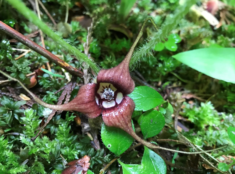 Wild Ginger