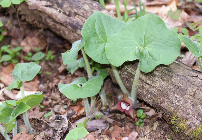 Wild Ginger