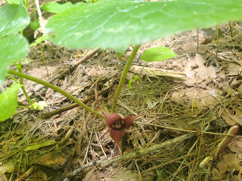 Wild Ginger