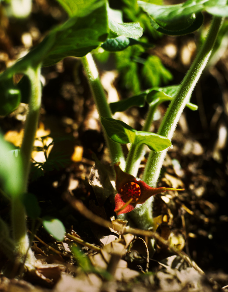 Wild Ginger