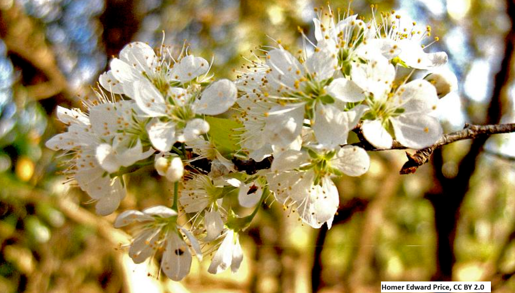 American Plum