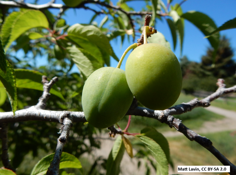 American Plum