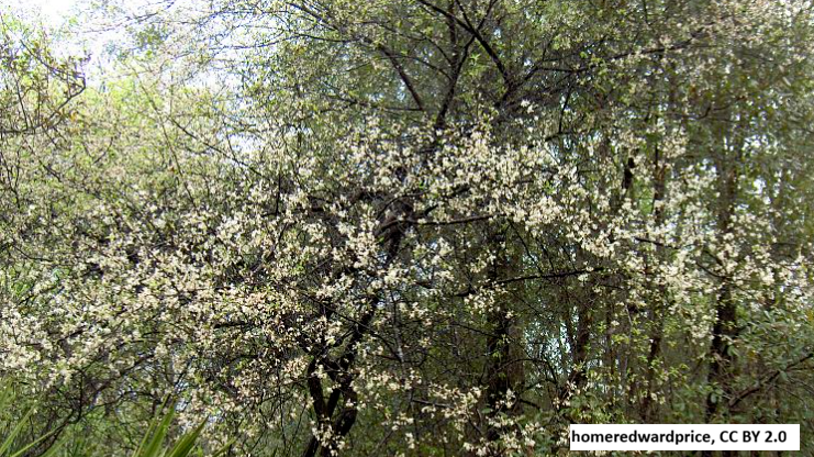 American Plum