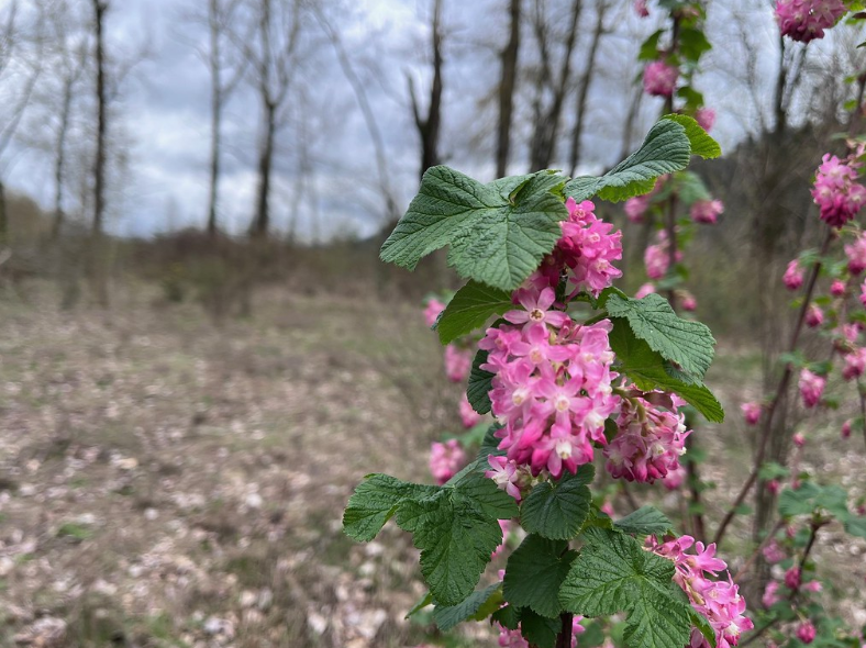 Red Flowering Currant