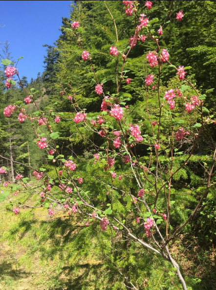 Red Flowering Currant