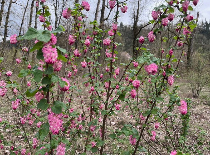 Red Flowering Currant