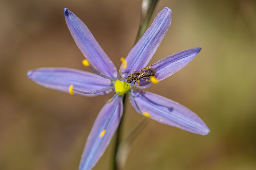 Camas