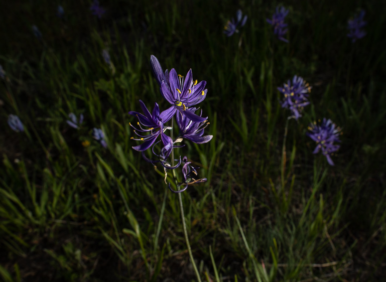 Camas