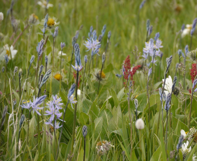 Camas