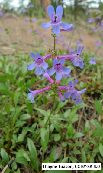Chelan Penstemon