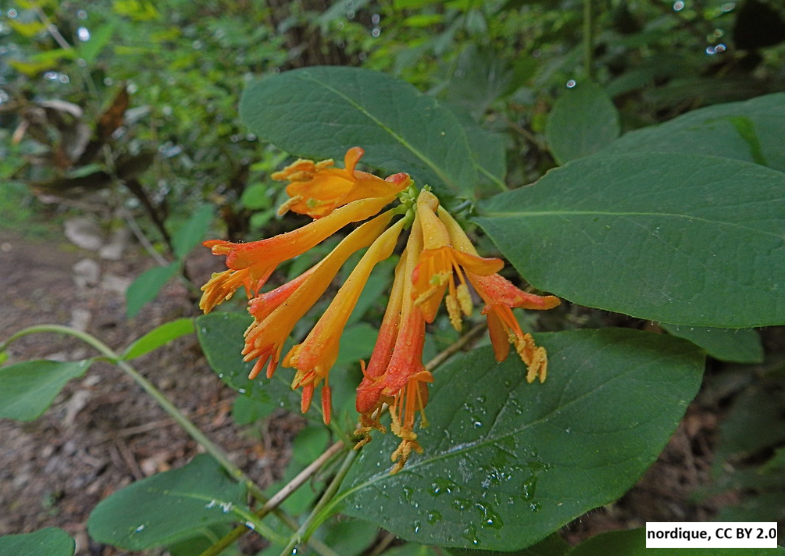 Orange Honeysuckle Vine