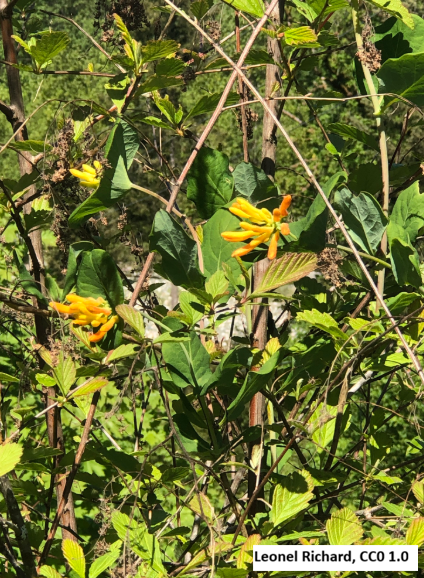 Orange Honeysuckle Vine