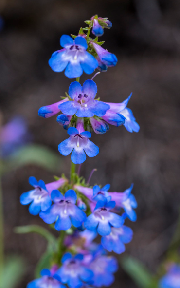 Alberta Penstemon