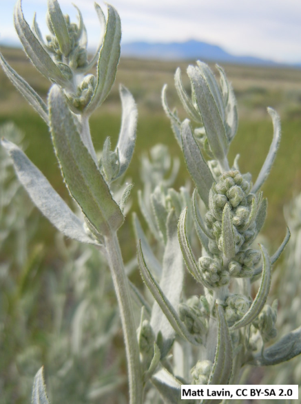 Silver Sage
