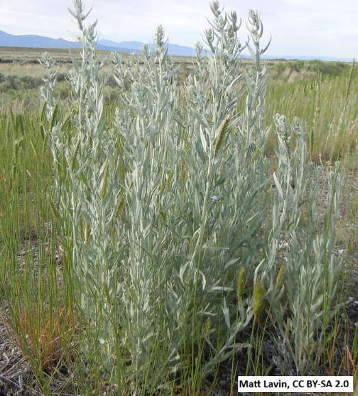 Silver Sage