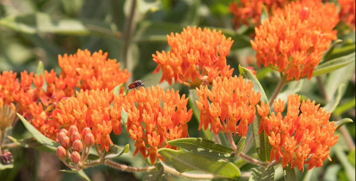 Butterfly Weed